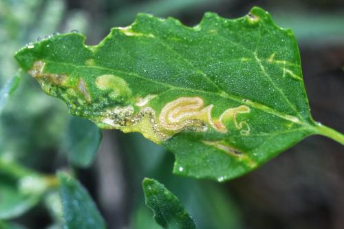 Réf. 330 680 : Chrysoesthia drurella